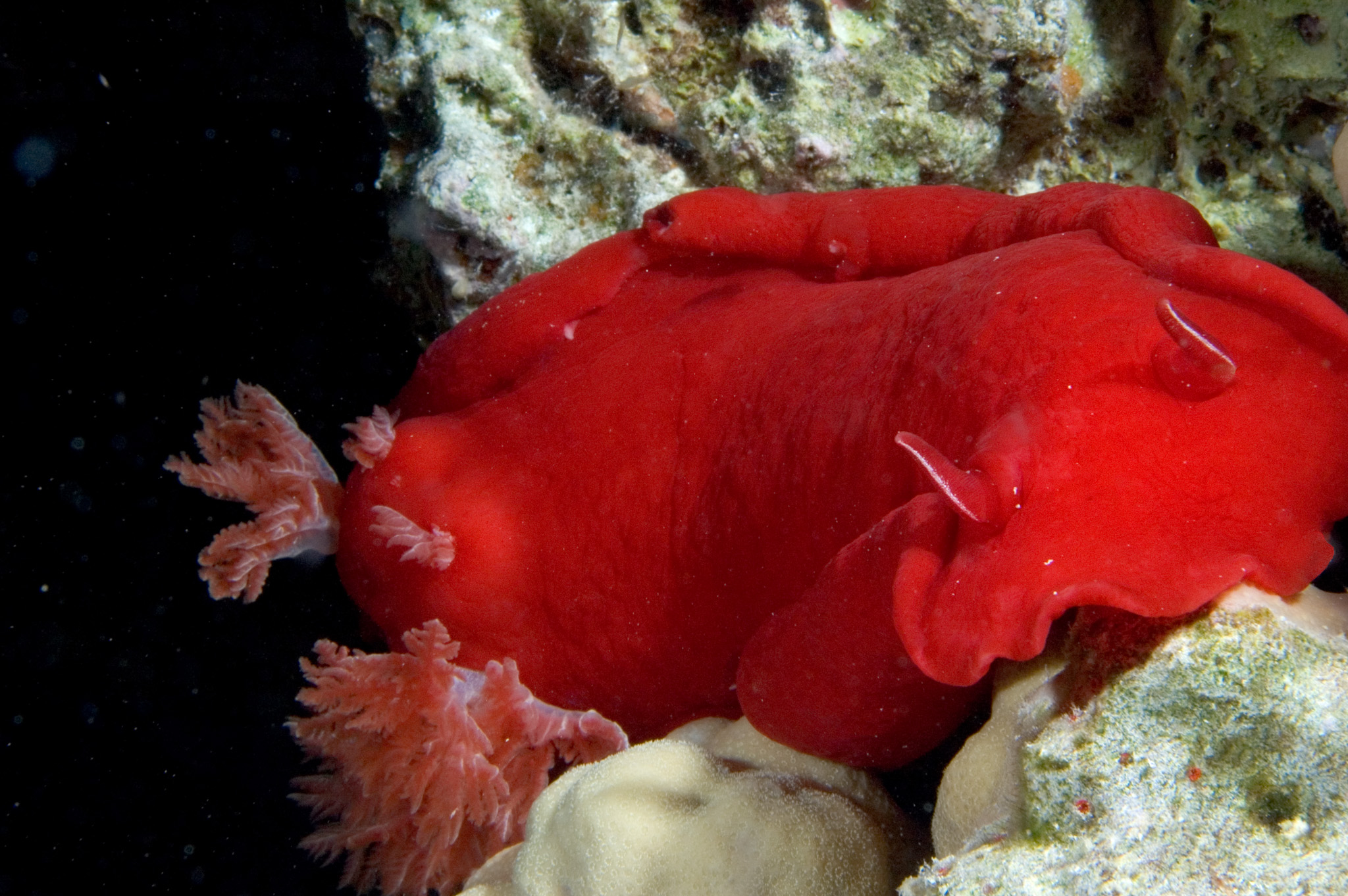 Spanish Dancer