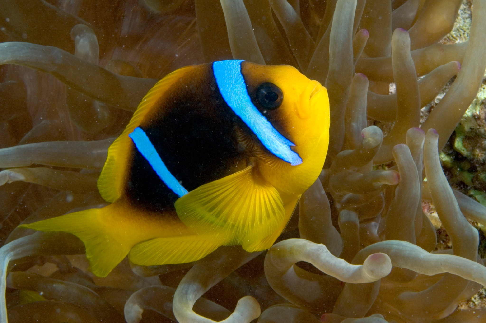 Red Sea Anemone Fish