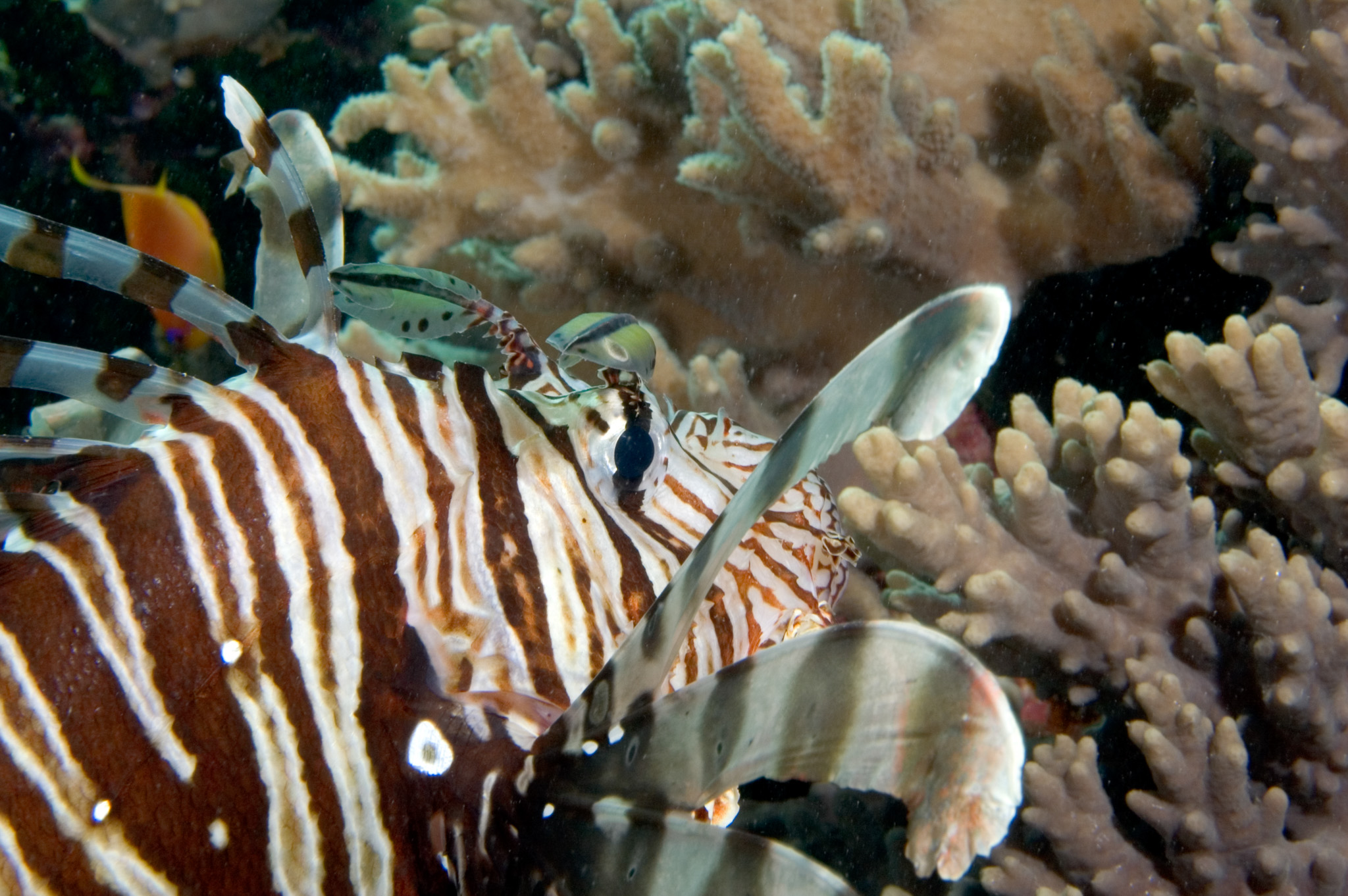 Lion Fish