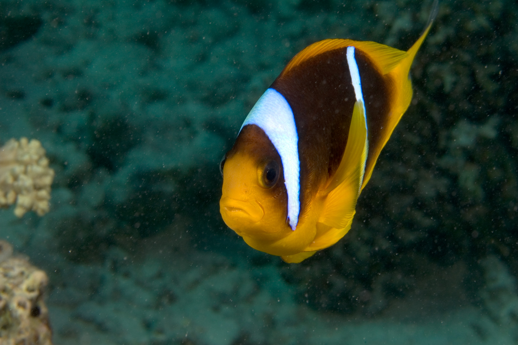 Red Sea Anemone Fish