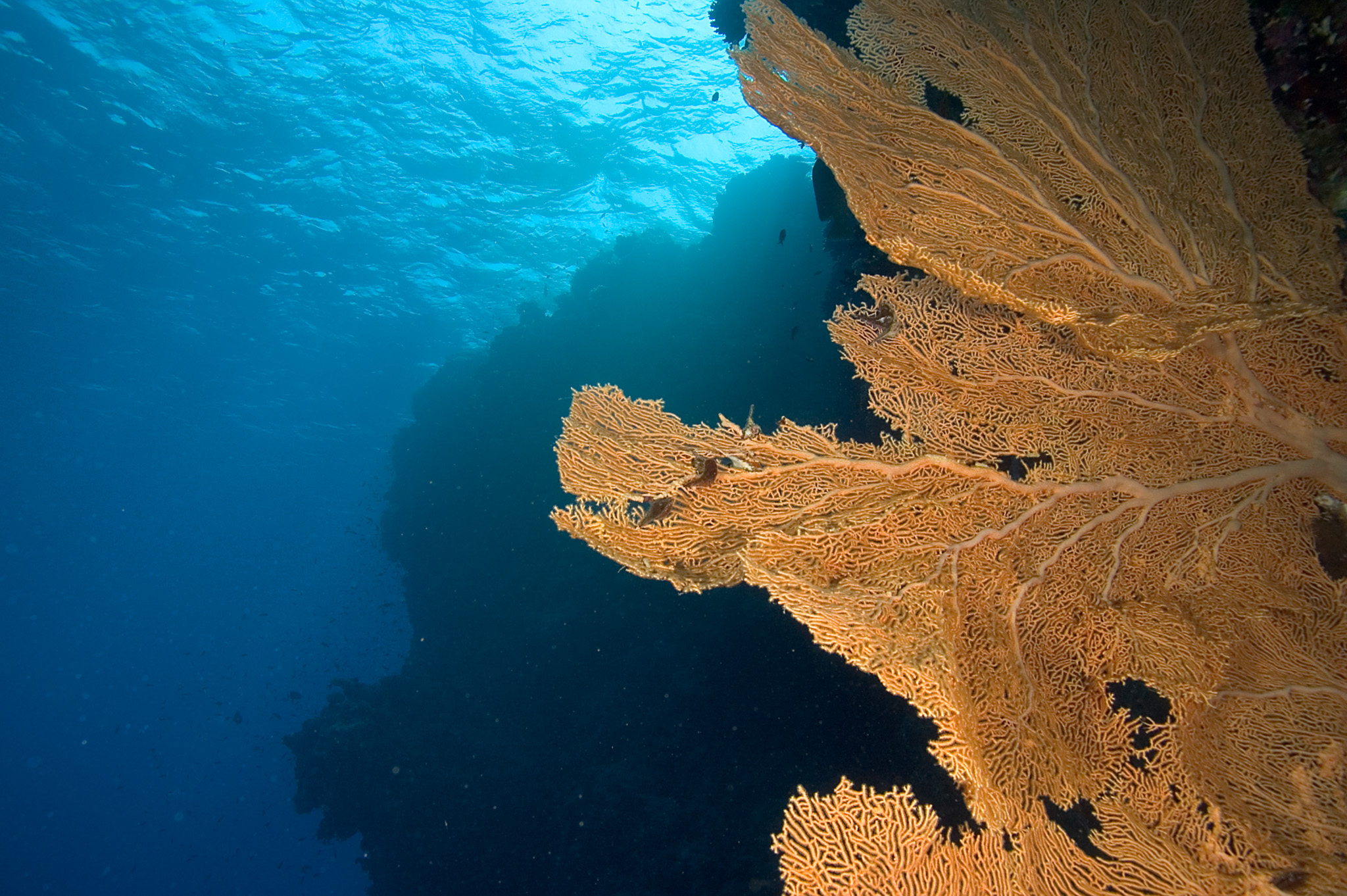 Hicksons Giant Seafan