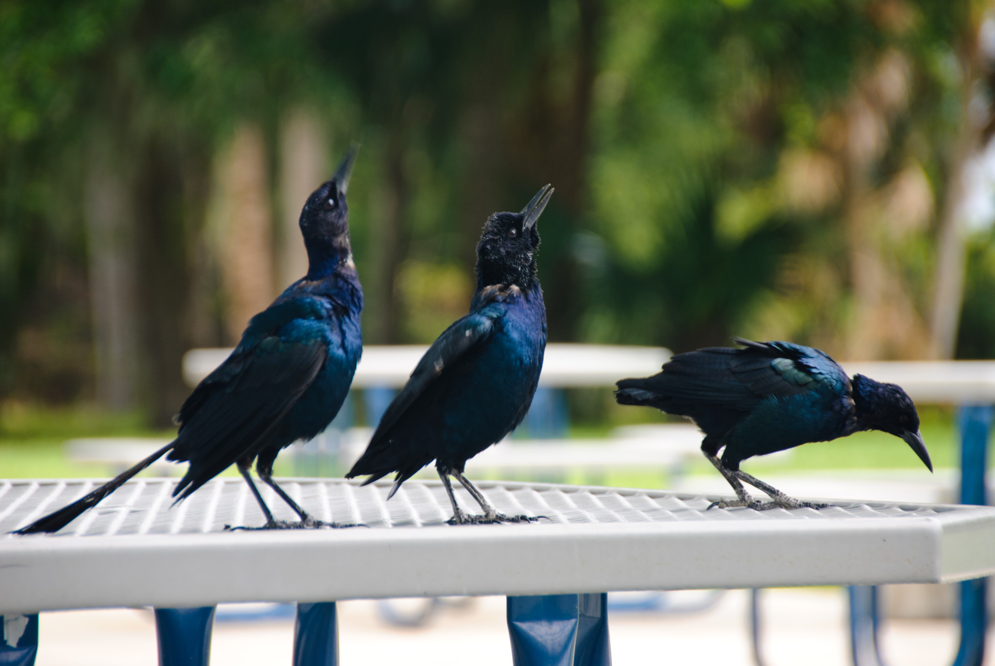 Bird Dance
