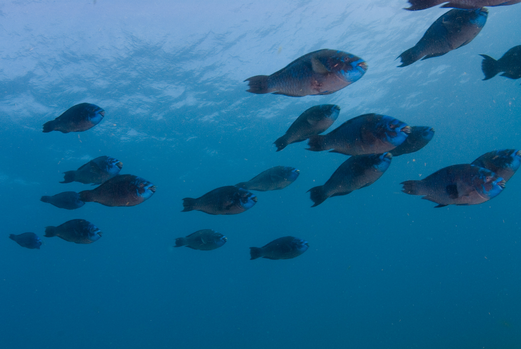 Parrot Fish