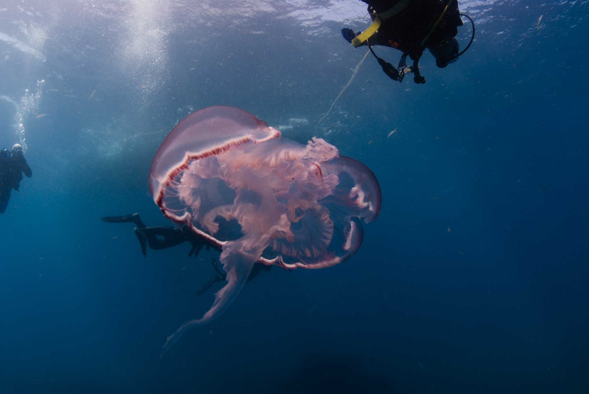 Jellyfish