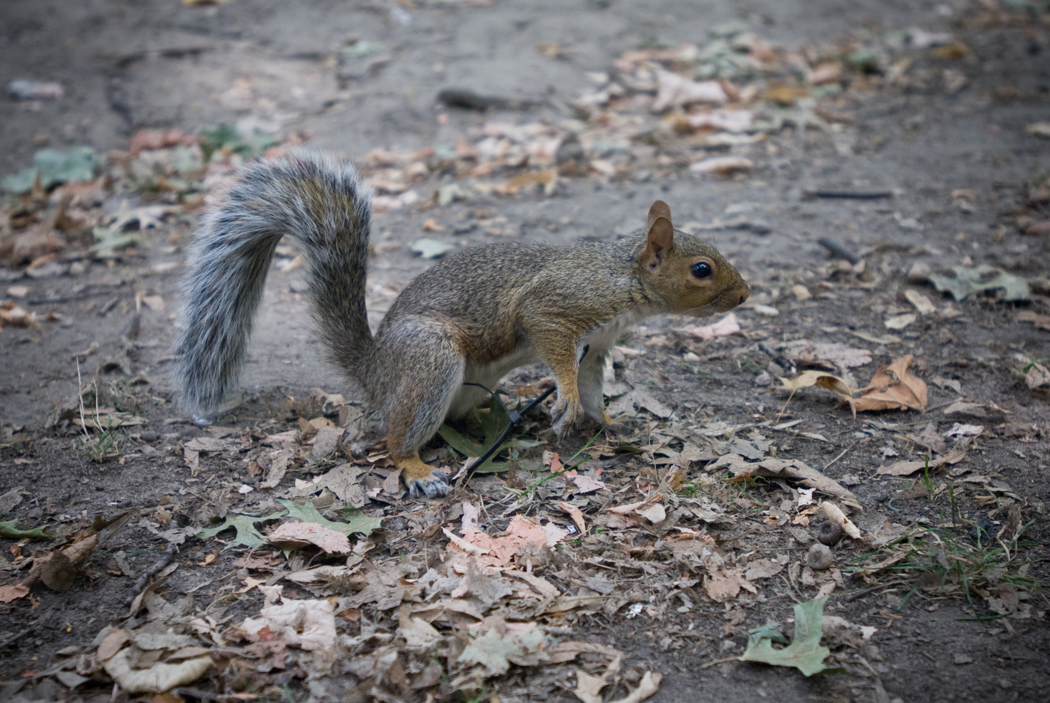 Central Park Squirrel