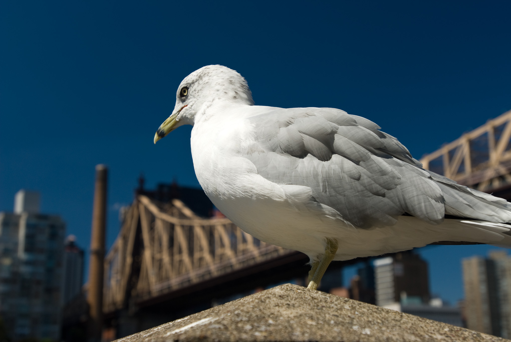Queensboro Bridge