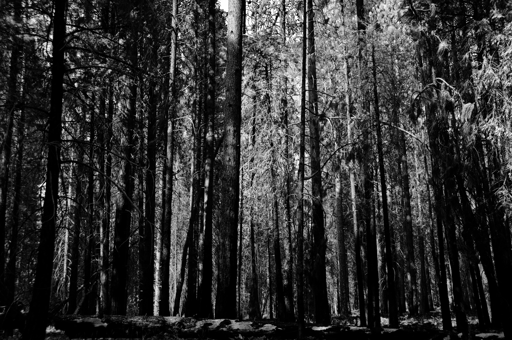 Burned Trees Cedar Grove